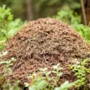 a server where we pretend to be ants in a colony