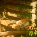 Canopy of the wilds Discord server icon