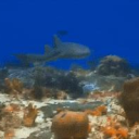 ꒷꒦꒷ The coral reef ꒷꒦꒷ Discord server icon