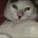 Nigger klub Discord server icon