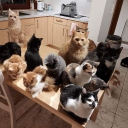 Cats house Discord server icon