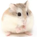 The Hamster Den