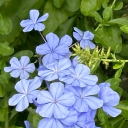 Live Laugh Love Discord server icon