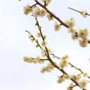 写真部