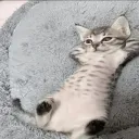 pomf.cat