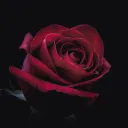 Field of Roses