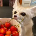 pawlance community