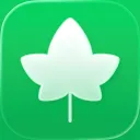 Ivy