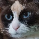 The guys Discord server icon