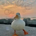 Le culte du coin coin 🦆