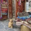 The Bazaar