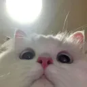 KittyHi_
