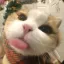 soru | cat era