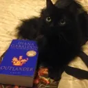 Bedtime Stories & Cats