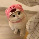 Meow meow nigga Discord Server Icon