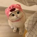 Meow meow nigga Discord server icon