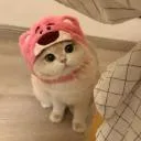 Meow meow nigga Discord Server Icon