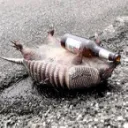 The Armadillo
