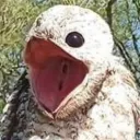 Potoo Solutions