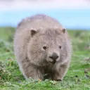 Silly Wombats (JJVRS© Productions)