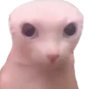 Bingus