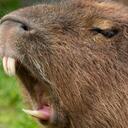 Capybara Company icon