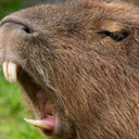 Capybara Company icon