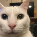Kitten Company icon