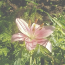 Oc's 🌸 Discord server icon