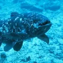 Coelacanth Central