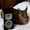 ! 𝐅𝐨𝐫𝐞𝐬𝐭 !