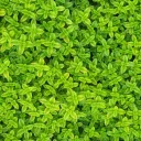 Currys Gartenlaube🌿✨