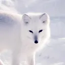 Aspen's Fox Den