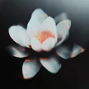 Lotus Collective