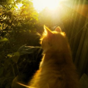 ᪤ 𓂃 ʿ fauna valleyׄ  :  ᪤ Discord server icon