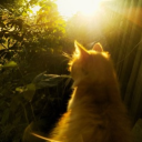 ᪤ 𓂃 ʿ fauna valleyׄ  :  ᪤