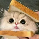 Bread cats hangout