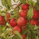 ₊˚🍎 the orchard ༉‧₊˚.