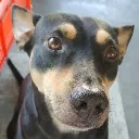 doggu update