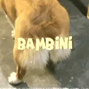 bambini