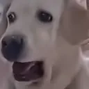 자지킴제국