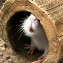 Kandang Hamster