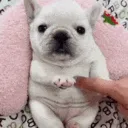 Pibble Land