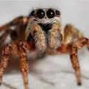 FIGHTER SPIDERS