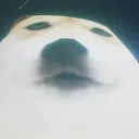 Snowlook