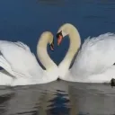 ˚ʚ♡ɞ˚ swanlake