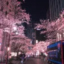 ︶𝆹𝅥﹕🌙﹑﹒SNF - Star Night Flower░ᯓ﹑︐