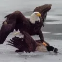 US showed Canada Discord server icon