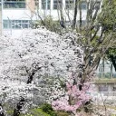 ❖ Eltheria Lumina University ❖