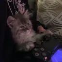 Silly Kitty Games's icon
